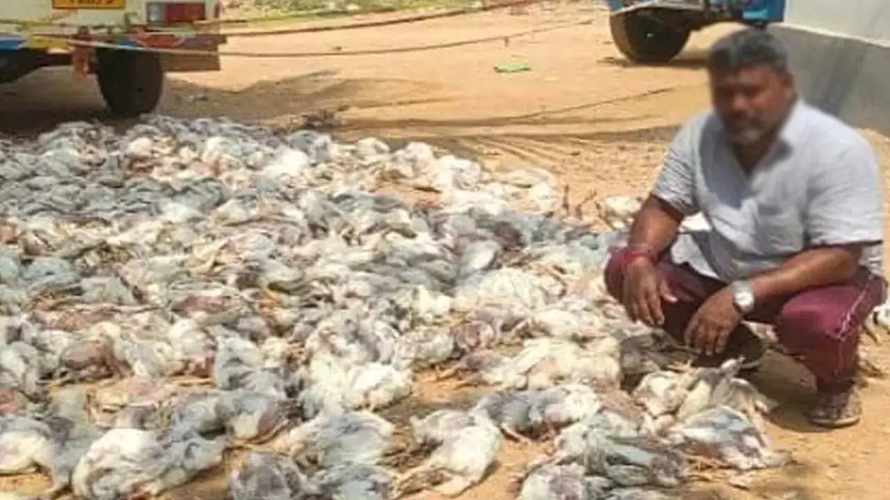 In Vanaparthi district, a large number of chickens have died.