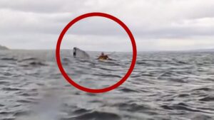 తిమింగళం నోటిలో పడిన బోటు..