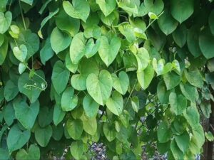 ఇది పిచ్చి తీగ అనుకుంటే మీరు తింగరోళ్లే