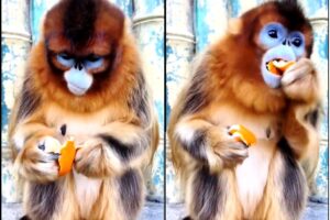 పండు ముందా, తొక్క ముందా? వీడియో వైరల్‌