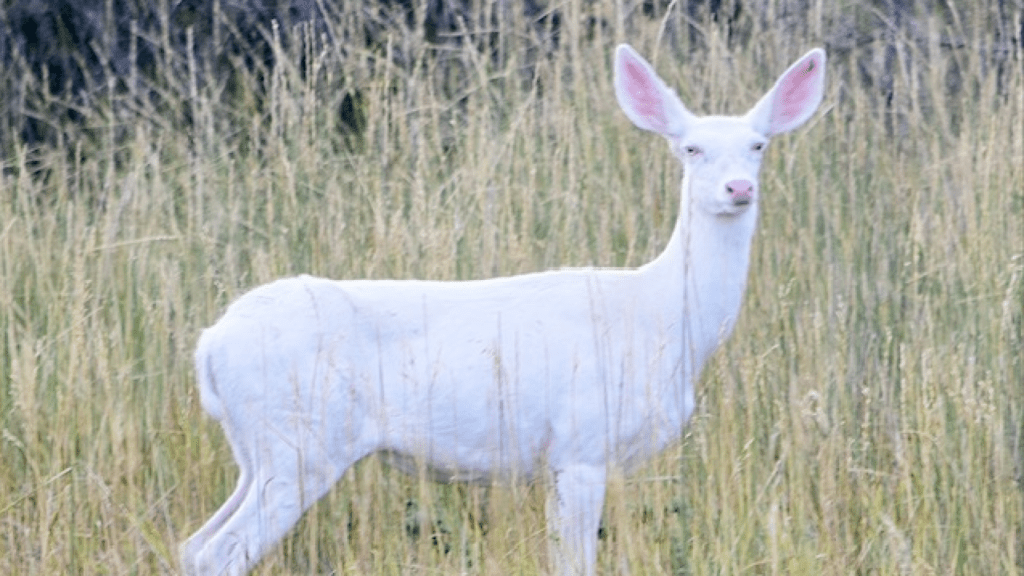 కెమెరాకు చిక్కిన‌ అరుదైన జింక