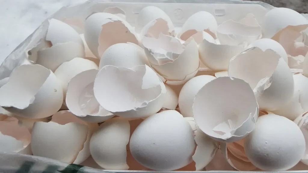 Don't waste eggshells, use them like this