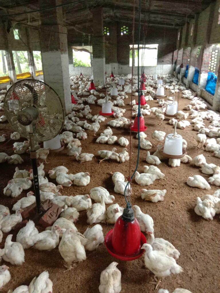 ఏపీ లో బర్డ్ ఫ్లూ తో అధికారులు అలర్ట్