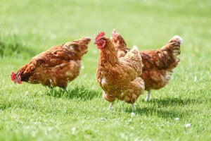 తెలంగాణ బర్డ్ ఫ్లూ కేసు నమోదు కాలేదు