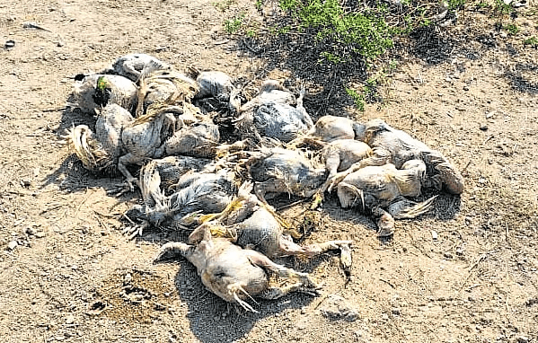 వనపర్తి జిల్లాలో వేల సంఖ్యలో