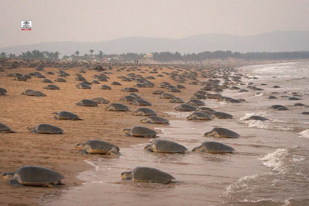 ఒడిశా తీరానికి ఆలివ్ రిడ్లే తాబేళ్లు