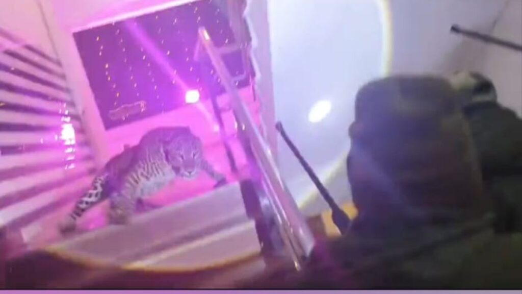 పెళ్లి వేడుకలో చిరుత ప్రత్యక్షం- వీడియో వైరల్