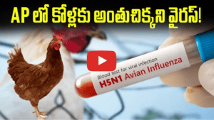 ఏపీలో కోళ్లకు అంతుచిక్కని వైరస్