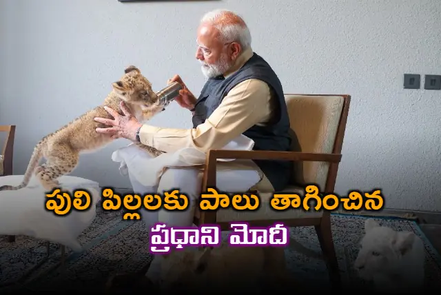 PM Modi feeds milk to tiger cubs