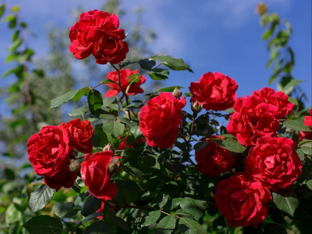 Rose flowers: గులాబీ పువ్వులతో అందం-ఆరోగ్యం