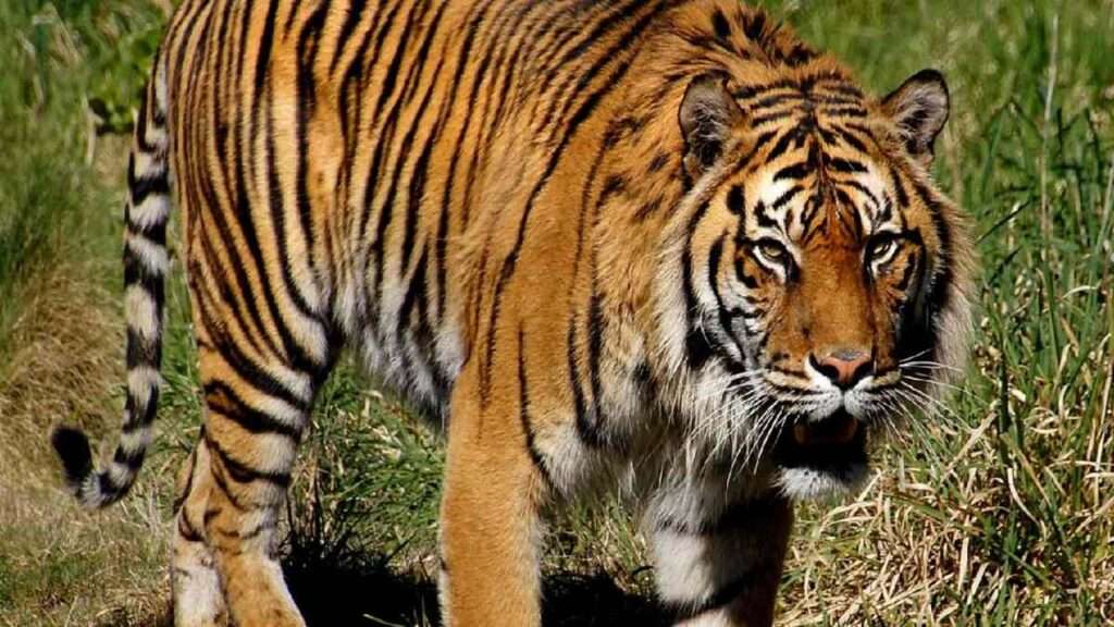 జయశంకర్ భూపాలపల్లిలో సంచరిస్తున్న పులి: వీడియో వైరల్