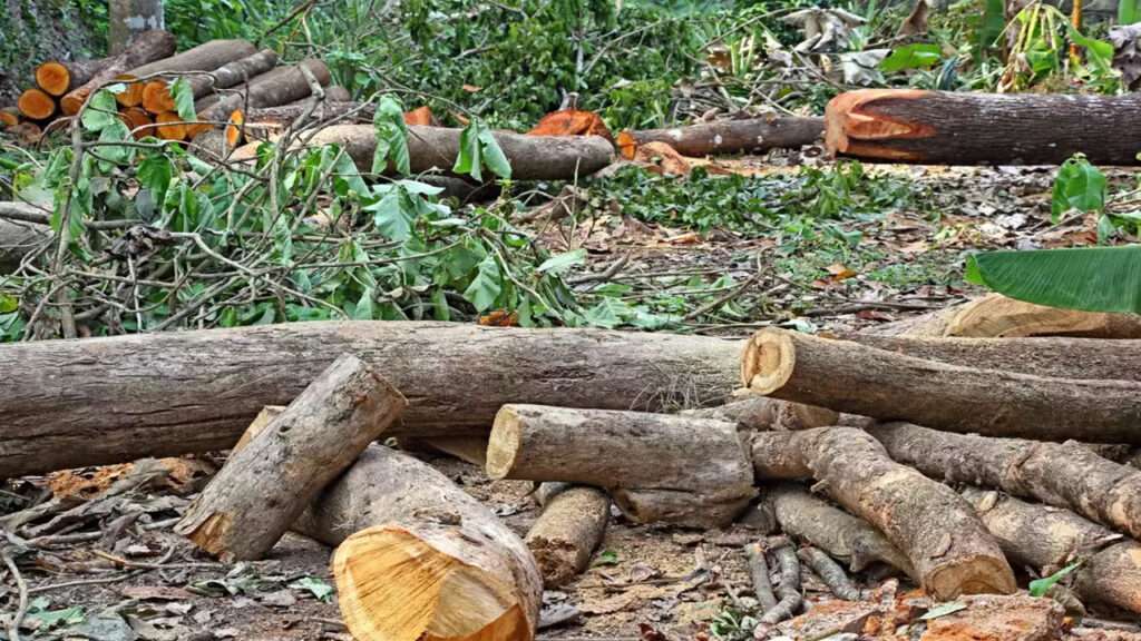 Supreme Court : చెట్లను నరకడం మనుషుల్ని చంపడం కన్నా ఘోరం: సుప్రీంకోర్టు