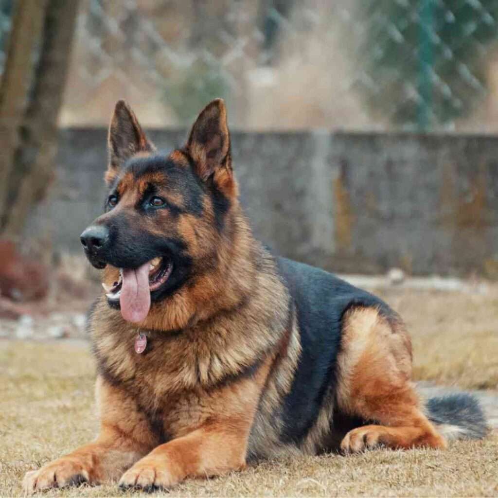 German shepherd training main