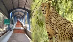 తిరుమల అలిపిరిలో చిరుత సంచారం