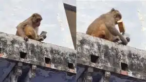 ఫోన్ ఎత్తుకెళ్లిన కోతి..చివరికి ఏమైంది?