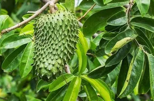 soursop leaves 5