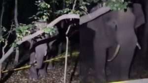 తిరుమల ఘాట్ రోడ్‌లో ఏనుగుల కలకలం