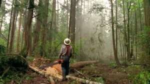 చెట్లను నరకడం హత్యతో సమానం: సుప్రీం కోర్ట్