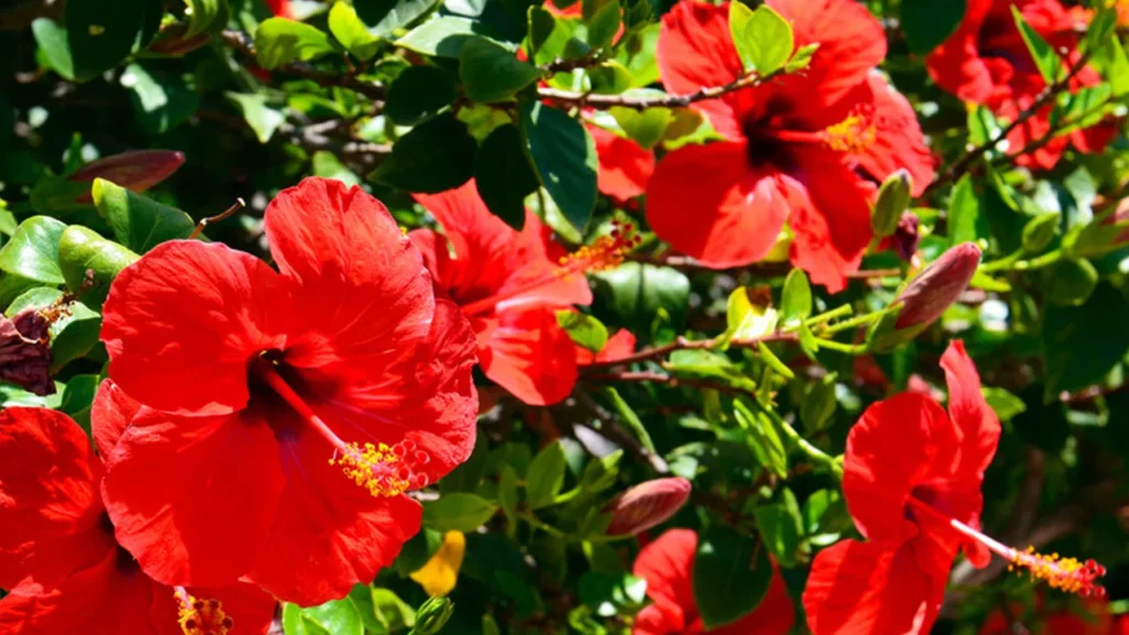 Hibiscus: ఔషధ గుణాలు మెండుగా ఉన్న మందార