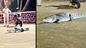 ముంబై ఐఐటీ క్యాంపస్ లో మొసలి హల్ చల్..వీడియో వైరల్