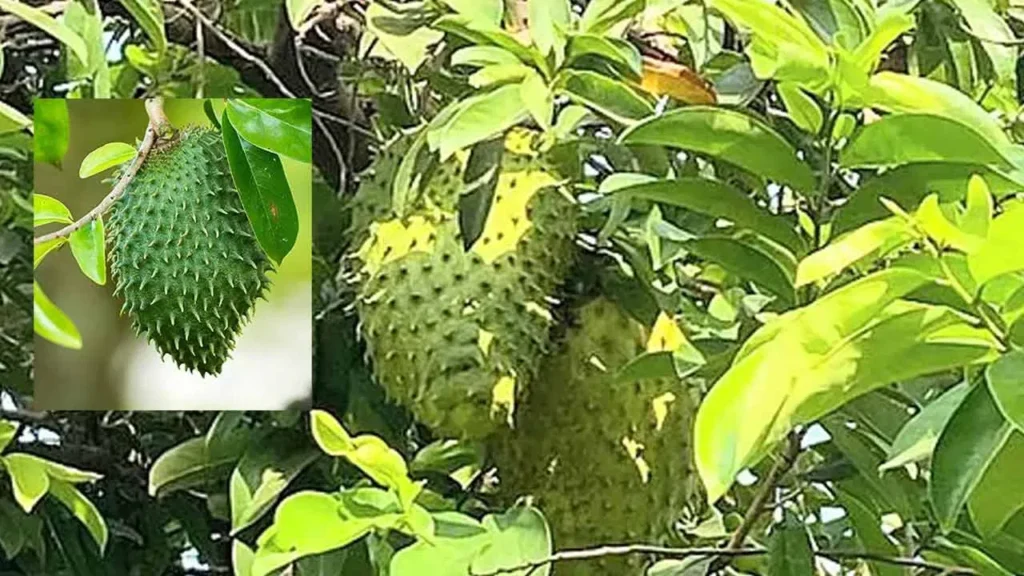 క్యాన్సర్‌ నివారణకు ‘సోర్సోప్’ ఔషధం