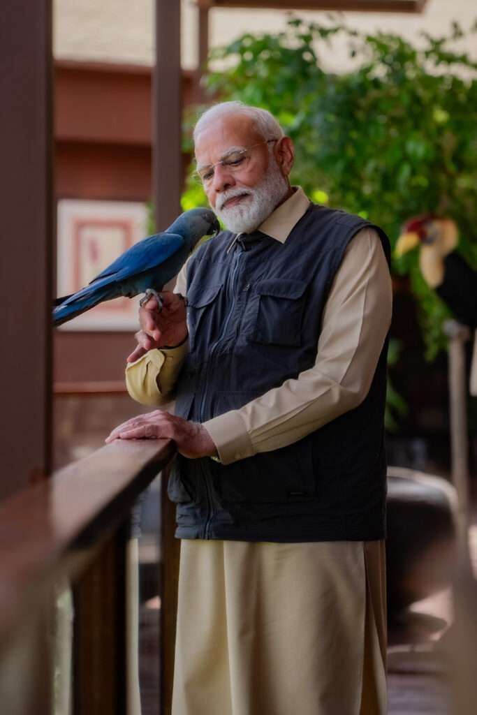 modi bird