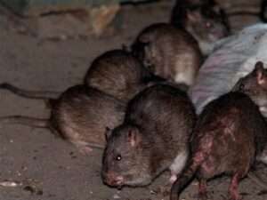 పల్నాడులో హృదయ విదారక ఘటన