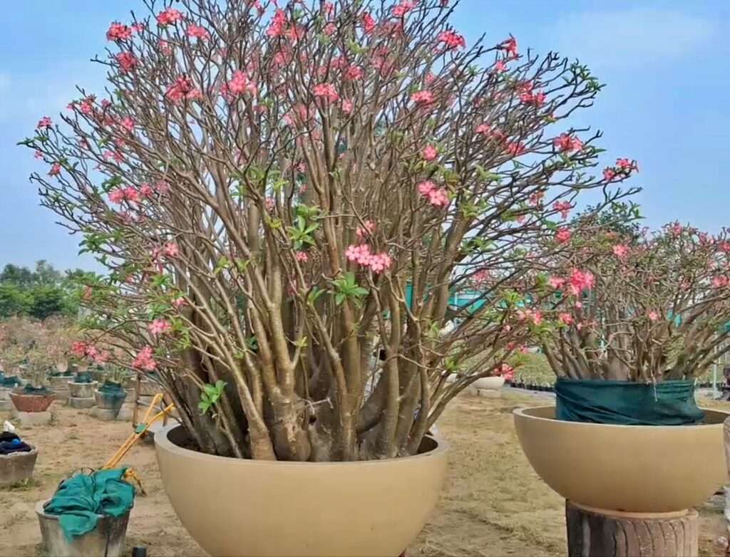 Rose plant: ఒక్క గులాబీ మొక్క ఖరీదు రూ.12లక్షలు- ఎక్కడంటే!