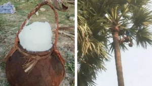 తాటికల్లుతో బోలెడన్ని ప్రయోజనాలు