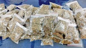 గంజాయి,నిందితుల్లో గుబులు