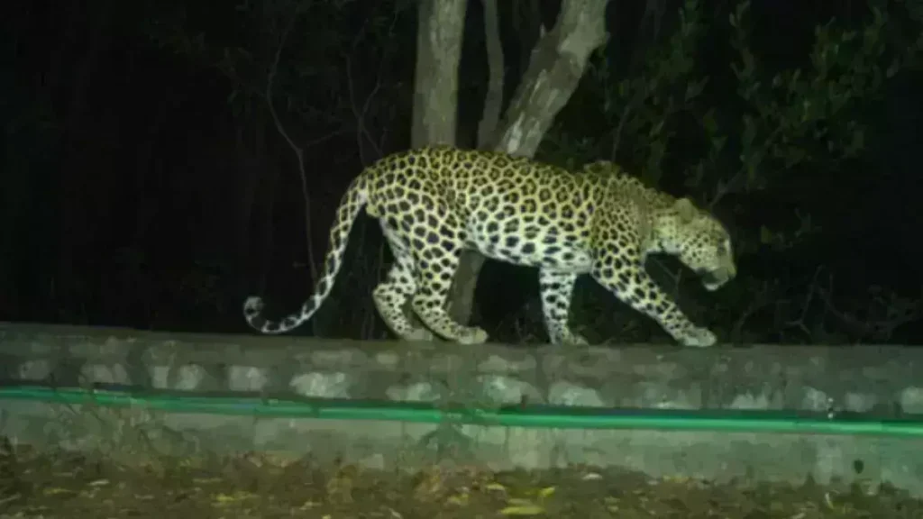 Leopard: సత్యసాయి జిల్లా గుడిబండలో చిరుతల సంచారం