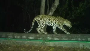 సత్యసాయి జిల్లా గుడిబండలో చిరుతల సంచారం