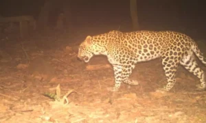 తిరుమలలో మరోసారి చిరుత కలకలం