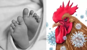 ఏపీలో బర్డ్‌ఫ్లూతో రెండేళ్ల చిన్నారి మృతి?