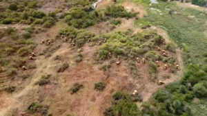 కంచ గచ్చిబౌలి భూములపై సీఈసీ కీలక నివేదిక