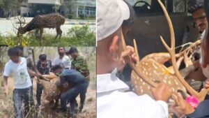 HCU లో జింకలపై కుక్కల దాడి