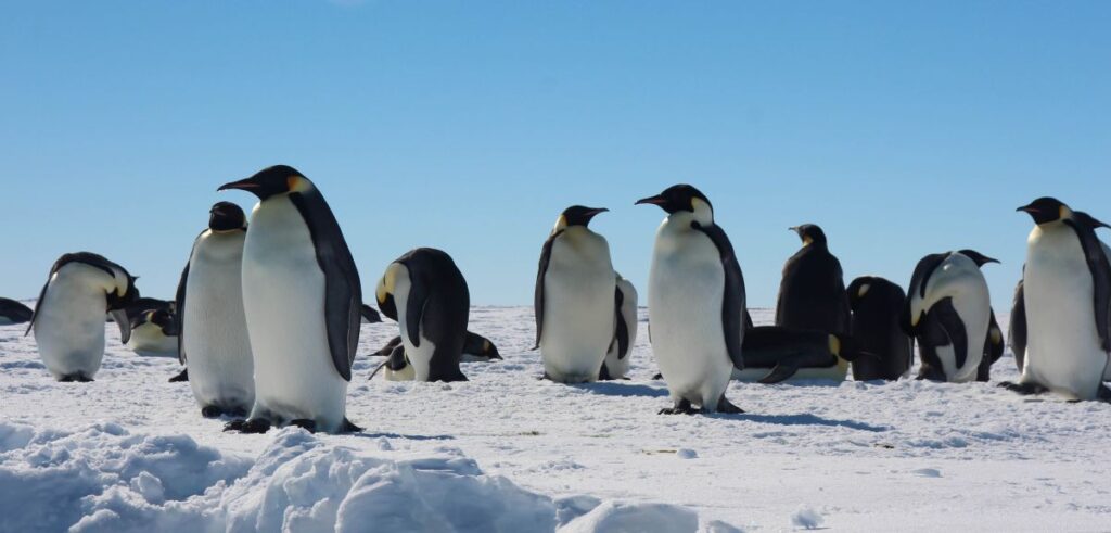 Donald Trump: పక్షులు, పెంగ్విన్లు నివాసం ఉండే అంటార్కిటికా దీవులపై ట్రంప్ సుంకాలు
