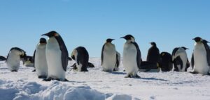 పక్షులు, పెంగ్విన్లు నివాసం ఉండే అంటార్కిటికా దీవులపై ట్రంప్ సుంకాలు