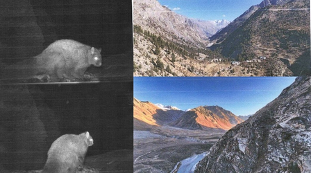 Himalayan Flying 30 ఏళ్ల తర్వాత మళ్లీ కనిపించిన అరుదైన జాతి ఎగిరే ఉడుత