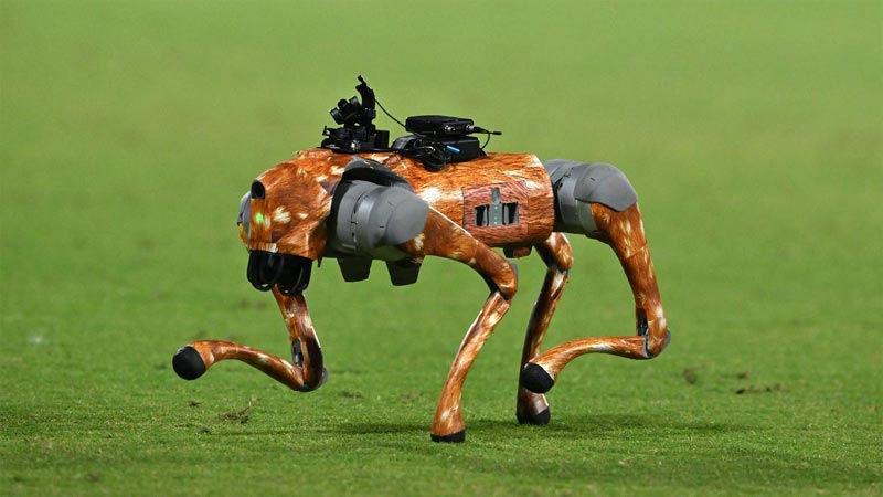 IPL Robot Dog