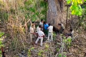 తిరుపతిలో చెట్టుతొర్రలోని గుట్టును బయటపెట్టిన డ్రోన్