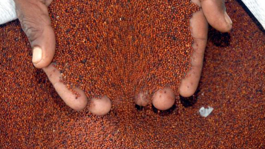 Ration shops : ఏపీలో రేషన్‌లో రాగులు.. జూన్ నుంచి పంపిణీ రేషన్‌ షాపులు