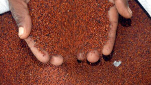 ఏపీలో రేషన్‌లో రాగులు.. జూన్ నుంచి పంపిణీ రేషన్‌ షాపులు