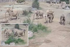 శాన్ డియాగో జూలో భూకంపం ఏనుగుల వింత ప్రవర్తన!