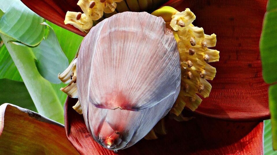 Banana flower: డయాబెటిస్ నివారణకు అరటిపువ్వు దివ్య ఔషధం