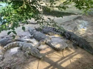 చైనాలో 100 టన్నుల సియామీస్ మొసళ్ల విక్రయం!