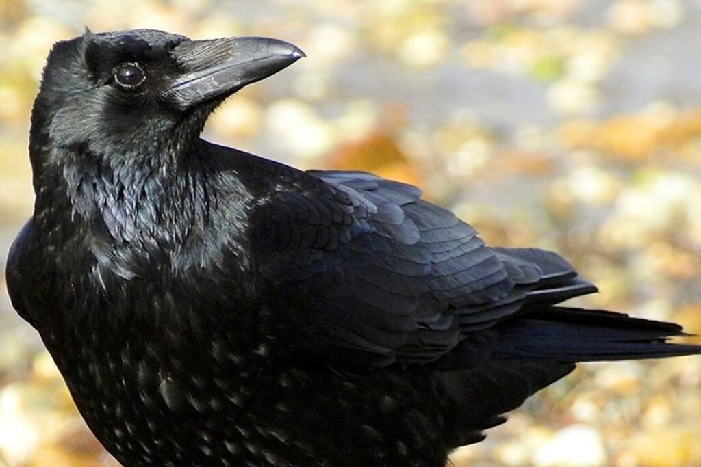 Talking Crow: ఆప్యాయంగా పలకరిస్తున్న కాకి చూసేందుకు వస్తున్న జనం