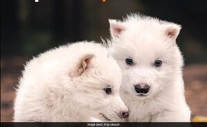 క్లోనింగ్ ద్వారా అంతరించిపోయిన తోడేళ్ల జాతికి మళ్లీ జీవం!