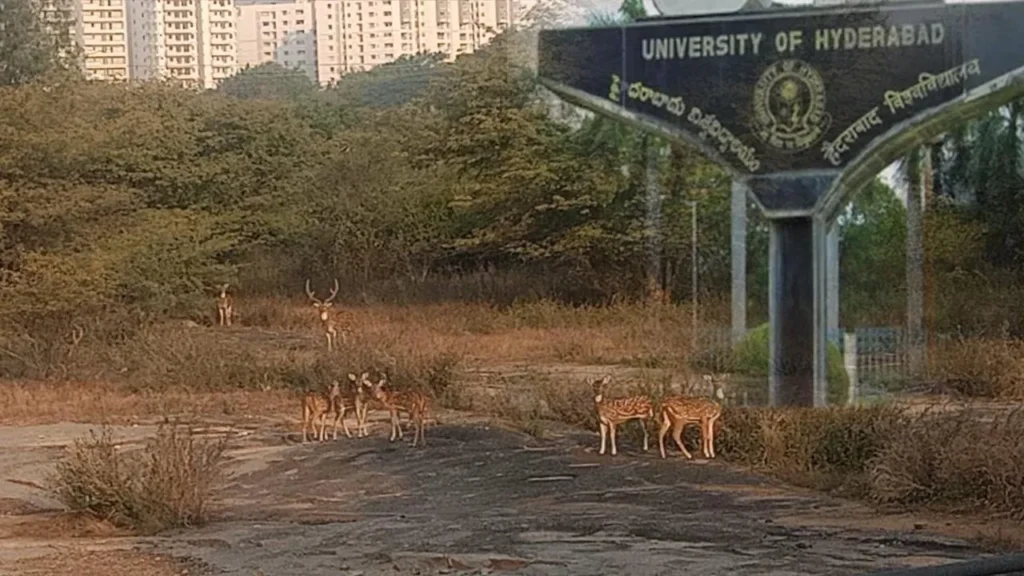 HCU : కంచ గచ్చిబౌలి భూమి వివాదంపై ప్రభుత్వం కీలక నిర్ణయం
