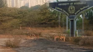 కంచ గచ్చిబౌలి భూమి వివాదంపై ప్రభుత్వం కీలక నిర్ణయం